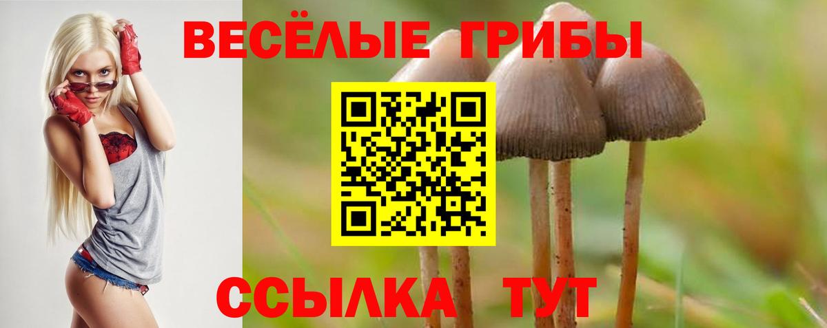 Новокубанск  Псилоцибиновые грибы прущие грибы  купить  сайты  Галлюциногенные грибы Cubensis  Вход с VPN 